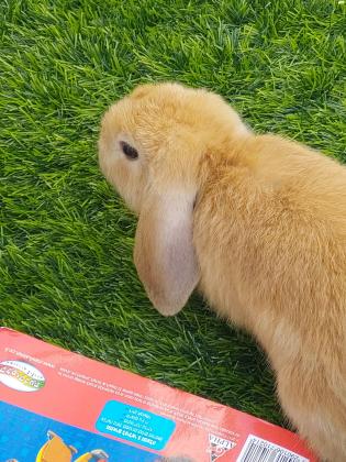 ארנב ננסי מסוג מיני לופ (אוזניים שמוטות)