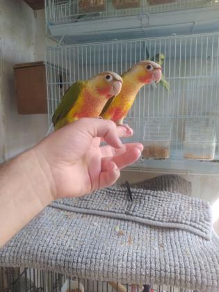 קוניור גרינציק אננס האכלת יד