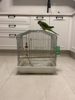 תוכי מסוג קוואקר האכלת יד