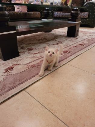 חתול בריטי שיער ארוך גזעי