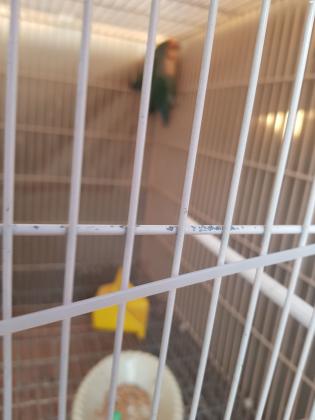 פינקים ותוכי אהבה תוכי