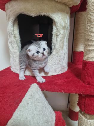 חתולים למכירה סקוטי פורד סקוטיש