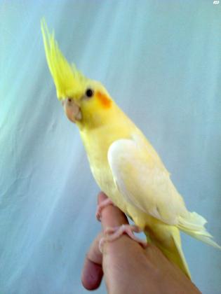 למכירה תוכי קוקטייל מתוקים !!!