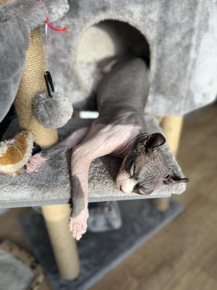 חתול ספינקס אלף מתוק בן