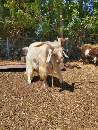 למכירה גדיה מיוחדת מאוד מסוג