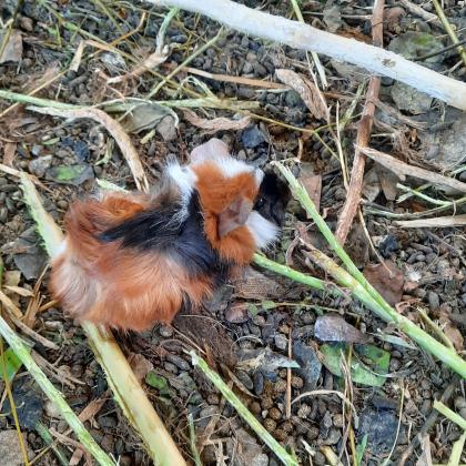 גורי שרקנים מתוקים בכל מיני