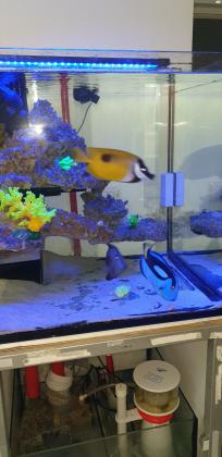 למכירה אקווריום 60×60×60 כולל צנרת