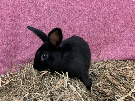 הפרויקט של פולי מחפש בתים