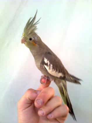 למכירה תוכי קוקטייל מתוקים !!!