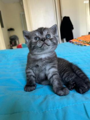 חתולים למכירה סקוטי פורד סקוטיש