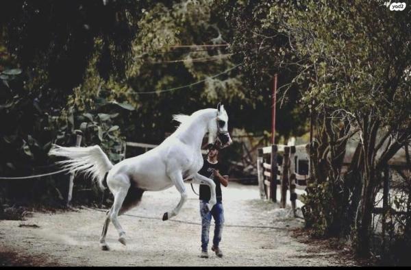 סוס ערבי מצרי עם תעודות,