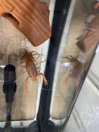 לובסטר כתום ענק חזק ובריא