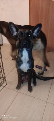 למסירה גורי רועה בלגי מעורב