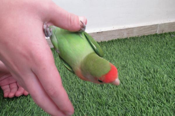 ציפור אהבה האכלת יד