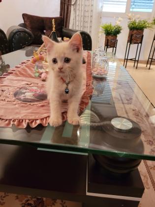 חתול בריטי שיער ארוך גזעי