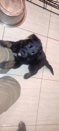 למסירה גורי רועה בלגי מעורב