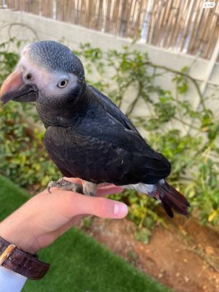 תוכי מקסים, האכלת יד, מתוק