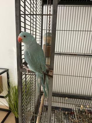 דררה כחולה זכר בן 3