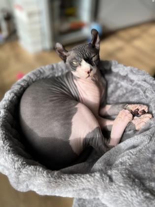 חתול ספינקס אלף מתוק בן