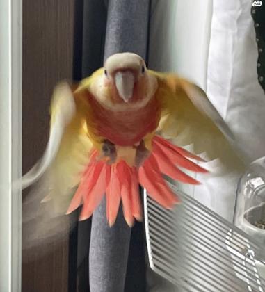 גרינציק אננס חזה אדום האכלת