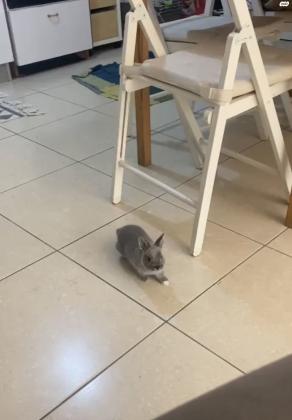 גור ארנב ננסי, רגיל לילדים,