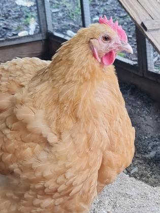 למכירה להקת אורפינגטון באף עובדת