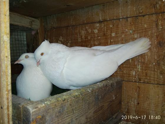 יונים פרסים למכירה מתהפכים