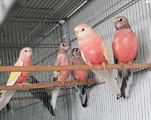 בורקס פרקיט במגוון מוטציות ונשאויות