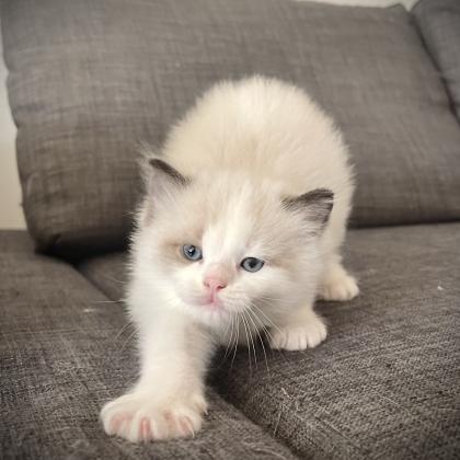 חתול רגדול זכר