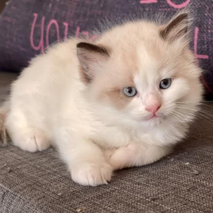 חתול רגדול זכר