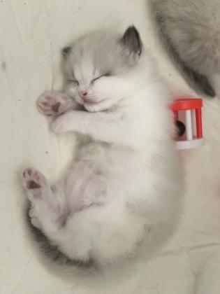 חתול רגדול זכר