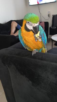 תוכי ערה בן 5 חודשים