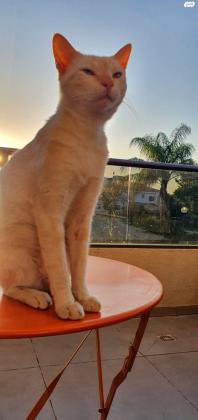 חתול לבן עיניים כחולות מדהים!עוד