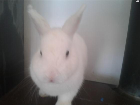 ארנב ננסי הולנדי לבן אים