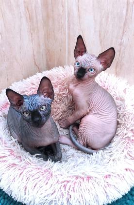 גורי ספינקס קנדי שני זכרים