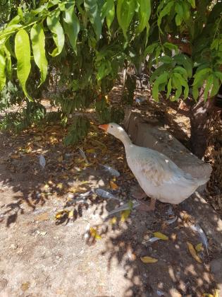 למכירה כ14 יונים לבנות עם