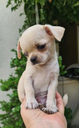 גורי צ'יוואווה מוכנים לבית חדש