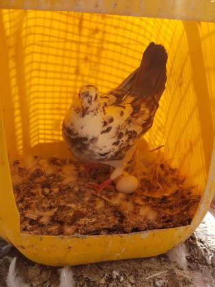 למכירה כ14 יונים לבנות עם