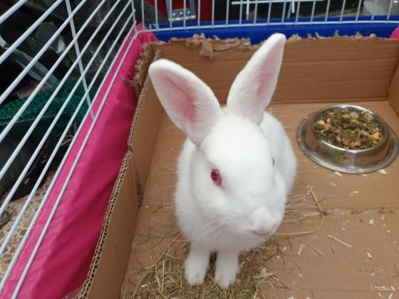 ערנב לבן, 4 5 חודשים