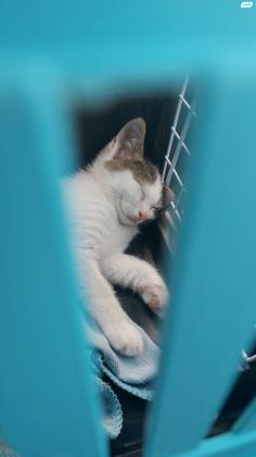 שלום שני חתולים חמודים מאוד