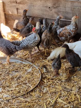 מרנגולות מעורב עם לנגהורן בני