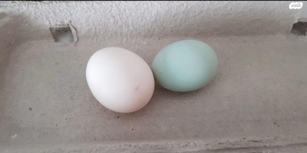 זוג אפרוחי לגבאר זכר ונקבההלגבאר