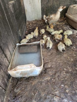 אפרוחים של בריכית בני שבועיים