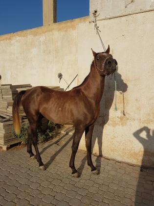 סייח ערבי בן שנתיים