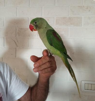 למכירה 3 תוכי אלכסנדרין בני