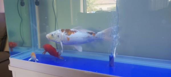 למכירה דגי בריכה מסוגים שונים