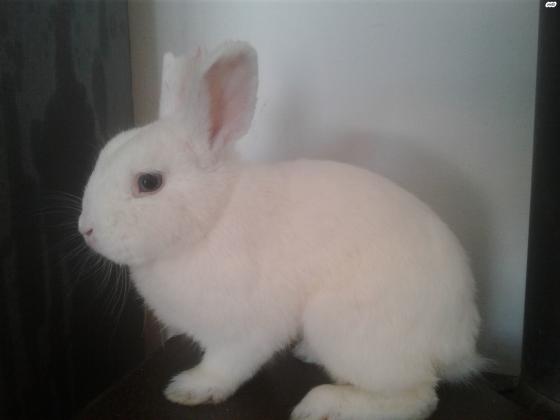 ארנב ננסי הולנדי לבן אים