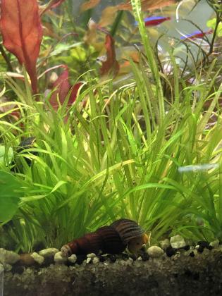 למכירה צמחים לאקווריום אמיתיים הייטק