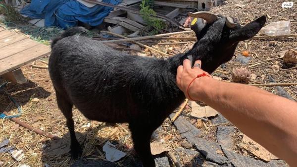 4 עזים ננסיות למכירה בנות