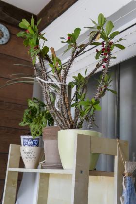 הר כנען 4 (רובע יא)